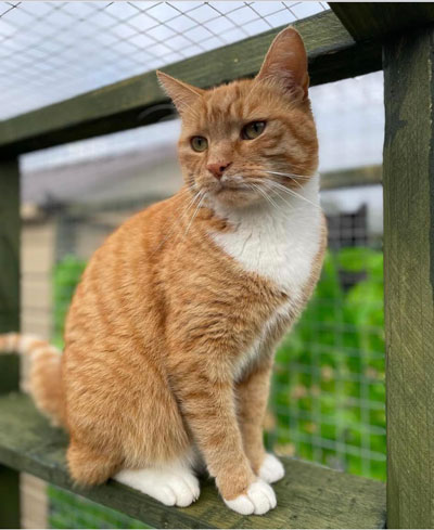 Images of cats in Priderock Boarding Cattery