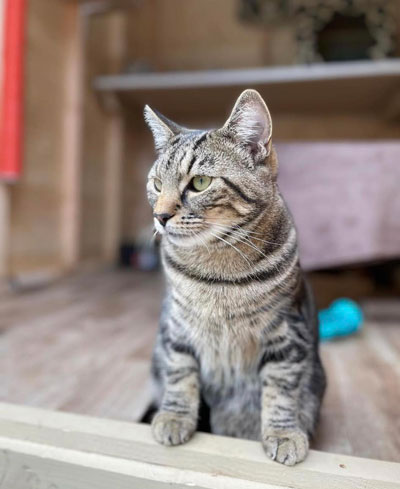 Images of cats in Priderock Boarding Cattery