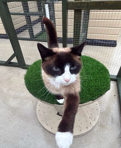 Images of cats in Priderock Boarding Cattery