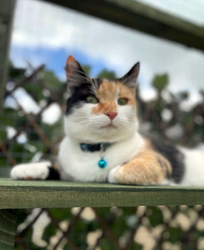 Images of cats in Priderock Boarding Cattery