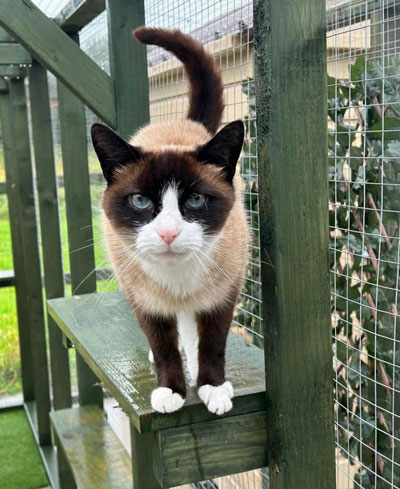 Images of cats in Priderock Boarding Cattery