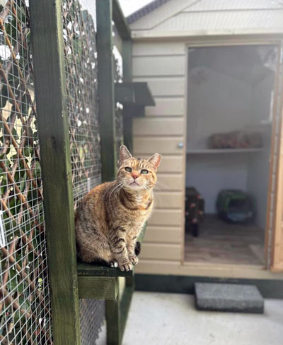 Images of cats in Priderock Boarding Cattery