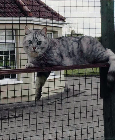 Images of cats in Priderock Boarding Cattery