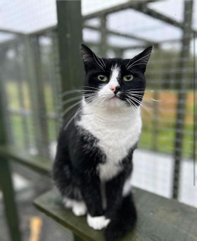 Images of cats in Priderock Boarding Cattery