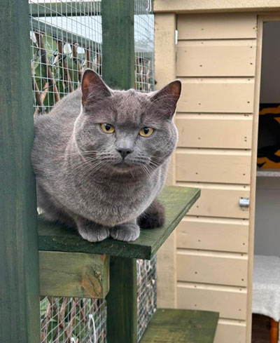 Images of cats in Priderock Boarding Cattery