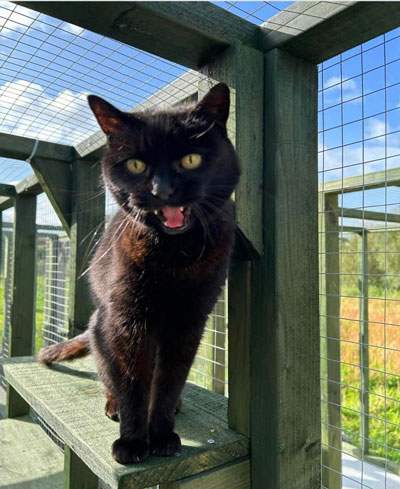 Images of cats in Priderock Boarding Cattery