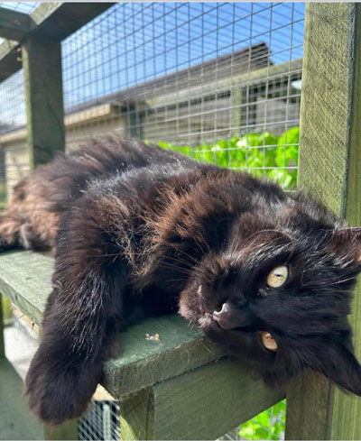 Images of cats in Priderock Boarding Cattery