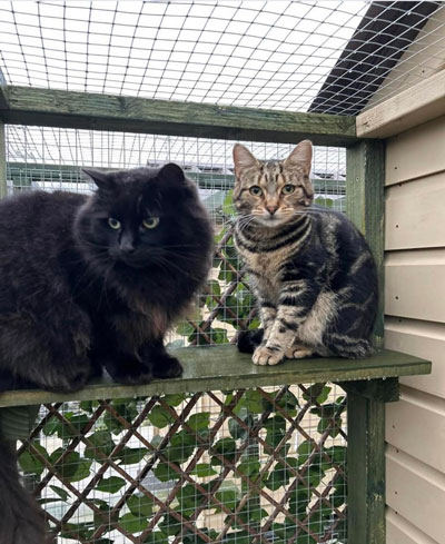 Images of cats in Priderock Boarding Cattery