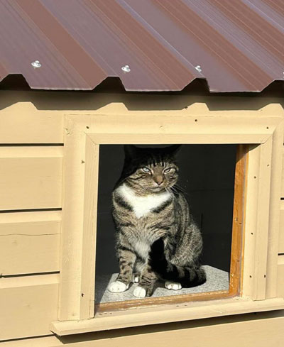 Images of cats in Priderock Boarding Cattery