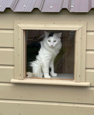 Images of cats in Priderock Boarding Cattery