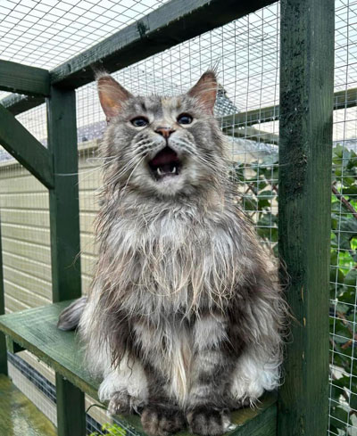 Images of cats in Priderock Boarding Cattery