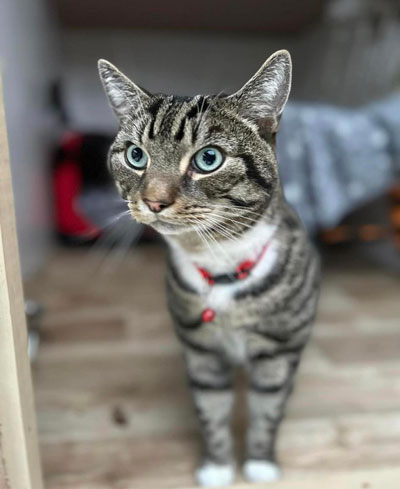 Images of cats in Priderock Boarding Cattery