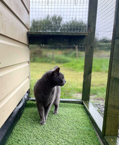 Images of cats in Priderock Boarding Cattery