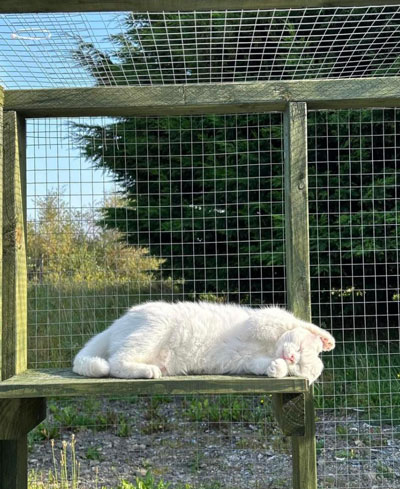 Images of cats in Priderock Boarding Cattery