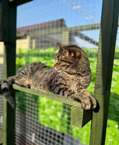 Images of cats in Priderock Boarding Cattery