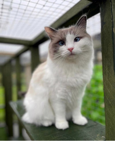 Images of cats in Priderock Boarding Cattery