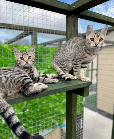 Images of cats in Priderock Boarding Cattery