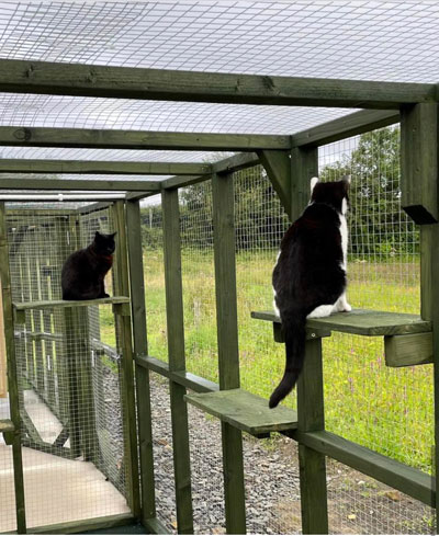 Images of cats in Priderock Boarding Cattery