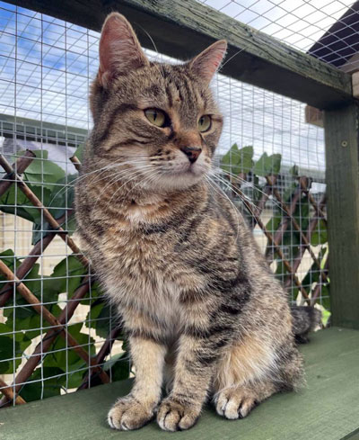 Images of cats in Priderock Boarding Cattery