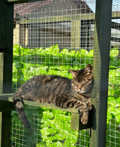 Images of cats in Priderock Boarding Cattery