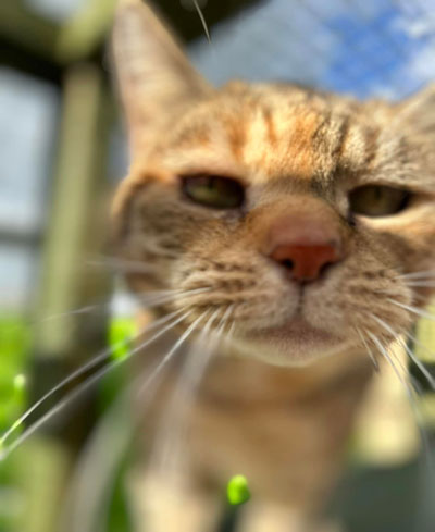 Images of cats in Priderock Boarding Cattery