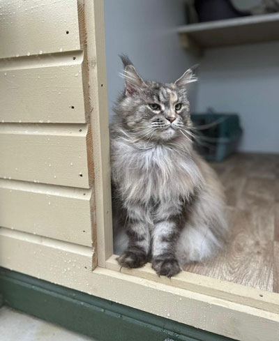 Images of cats in Priderock Boarding Cattery