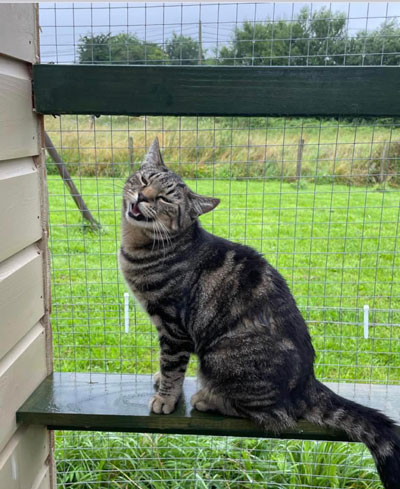 Images of cats in Priderock Boarding Cattery