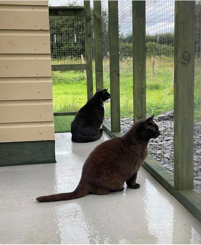 Images of cats in Priderock Boarding Cattery